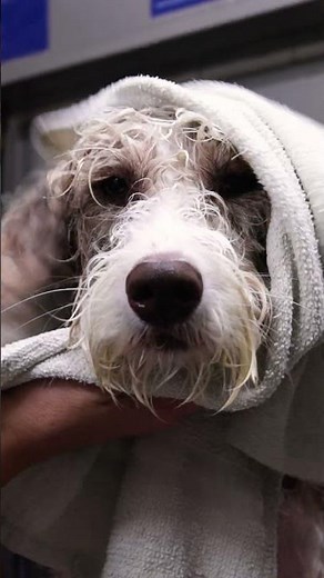 Looking and smelling like a 🍓snack! | Petco