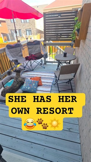 My #greyhound Loves the 🌞 But Can't Handle the Heat So I Built Her a Resort 😂🐾