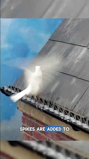 How to Repel Birds Without Causing Harm