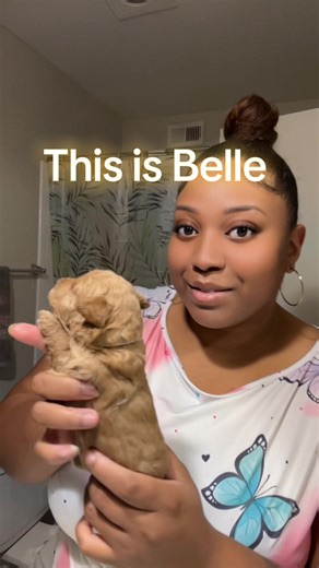 Belle: Adorable Mini Poodle Pup from Dallas