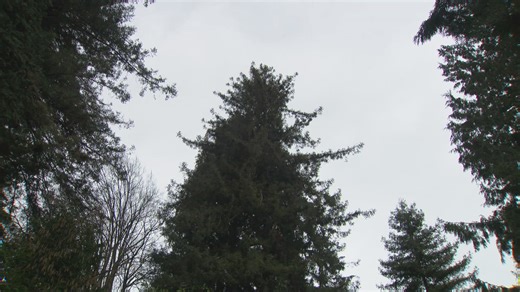 Century-old redwood to be cut as Seattle developer eyes new housing