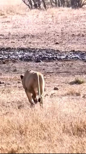 Wildebeest Falls to Lioness Ambush as Herd Looks On #lion #wildebeest #wildlife #animalworld #bigcats #trending #viral #videoviralシ #viralreelsfacebook #reelsvideoシ #fypシ #reels | Mathiesen