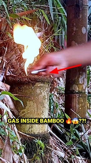 gas inside bamboo 😱🔥‼️?!