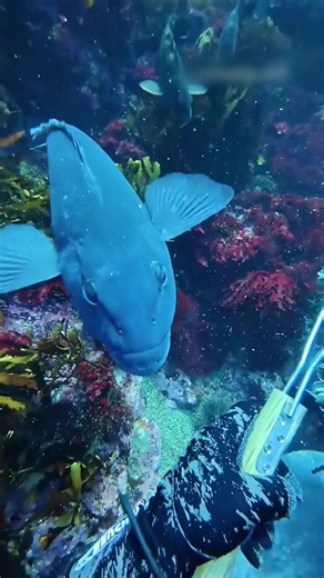 Estos peces no solo buscan comida. También protegen sus propios jardines submarinos. Los peces loro aprendieron que los humanos pueden ayudarles a eliminar a los erizos de mar que destruyen sus algas. Tal vez no somos nosotros quienes los estamos entrenando… tal vez ellos nos están entrenando a nosotros. #VidaMarina #DatosCuriosos #Naturaleza #SpanishTikTok #USLatinos