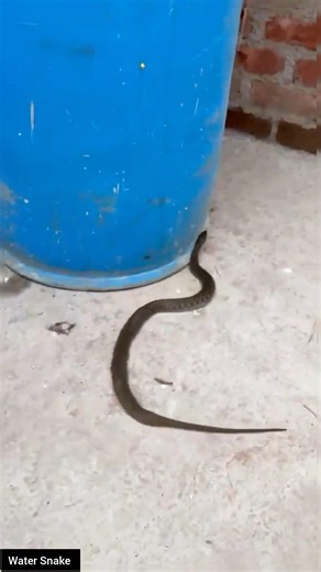 Strange Behavior of a Water Snake – What’s Going On? #educational #snake #wildliferescue