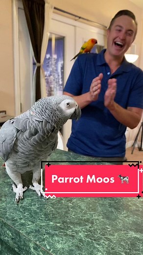 Parrot Moos: The Surprising Sounds of an African Grey Parrot