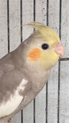 #cockatiel #birds #cockatielbird #cockatielsinging #cockatielsound #parrot #pets #ytshorts #shorts