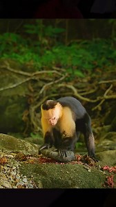 731K views · 14K reactions | Monkeys using tool to open nuts #animals #animalworld #monkey #MonkeyLifekk | Animal Documentary | Facebook