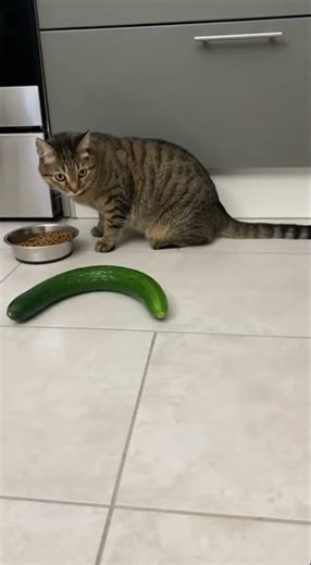 Cat vs Cucumber: The Ultimate Scare