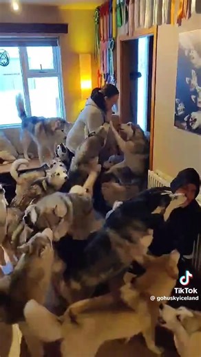The way huskies greet their human parents is something beyond words—pure emotion wrapped in fur. It’s as if they remind us that love doesn’t need explanations, only presence. In their joy, we see what it truly means to be awaited and cherished. #huskylifestyle #huskies #husky | Husky World