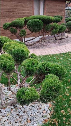 unusual juniper haircut