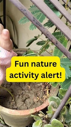 Watch the Touch Me Not plant close its leaves instantly! #NatureActivity