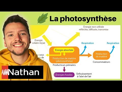 [exercice] La photosynthèse : étude de document - Enseignement Scientifique - Première