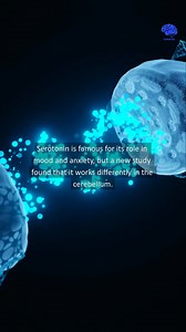 Serotonin surprisingly acts as a "brake" on anxiety in the cerebellum, revealing a new and unexpected role for this brain region in emotional regulation: https://www.psypost.org/serotonin-in-cerebellum-acts-as-brake-on-anxiety-new-research-shows/ #psychology #science #research #serotonin #neuroscience #neurology #neurotransmitters #anxiety | PsyPost - Psychology Research News