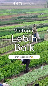 🇮🇩🌾 Mampukah Pertanian Indonesia Mengejar Vietnam? 🌾🇻🇳 Dulur, pernah terpikir nggak, kemana arah pertanian Indonesia ke depan? 🤔 Saat Vietnam semakin maju dan jadi pengekspor beras terbesar dunia, kita masih berjuang menuju swasembada pangan. Salah satu kunci kesuksesan Vietnam adalah adopsi teknologi modern. Mereka nggak hanya pakai cara tradisional, tapi juga memanfaatkan teknologi canggih untuk meningkatkan hasil pertanian. Tapi bukan berarti kita nggak bisa mengejar, Lur! Dengan inova