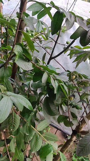 11K views · 110 reactions | Fruit fly (Bactrocera dorsalis) identify at guava fruits. #viralreelsシ #fruits | Himalayan Farmer | Facebook