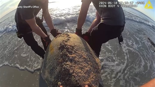 69K views · 1K reactions | A sea turtle found stuck in coquina rocks at a Florida beach received a little push from deputies. https://bit.ly/4aZXdhC | WFLA News Channel 8 | Facebook