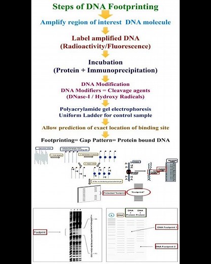 Steps of DNA Footprinting #geneticteacher