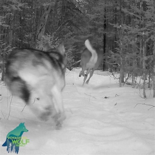 An interesting snippet of a wolf chasing a deer earlier this winter—the wolf was 6.5 seconds behind the deer. In particular, we found the bounding/leaping of the wolf as it ran intriguing. We have captured many hunting sequences like this on camera but have not observed one where the wolf was leaping like this. And that one leap was a pretty big one. We don’t know how the hunt played out after this brief observation. | Voyageurs Wolf Project
