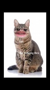 83K views · 4.4K reactions | কচি খোজো? | The Talking Bro | Facebook