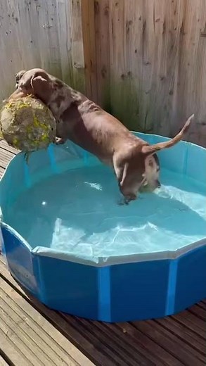 Ted playing with his ball in the pool