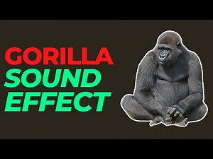 Gorilla sound effect no copyright | Gorilla noises | Gorilla sounds | HQ Gorilla sound effects