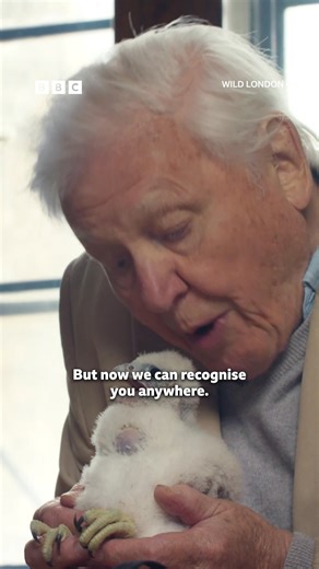 "We can recognise you anywhere. Yes, you!" 🥹 #WildLondon #DavidAttenborough #WildLife #London #Bird After a life spent travelling the globe, David Attenborough, the world’s most famous naturalist, turns his attention closer to home to explore the wildlife of England’s iconic capital in Wild London. Having lived in London for 75 years, David has an intimate knowledge of the city’s natural history and there's no better guide to introduce us to its most spectacular wildlife secrets. | BBC One