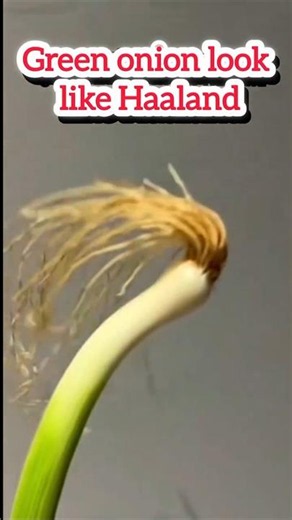 Do you see it?? Green onion Haaland edition 😂 #lookalike #haaland
