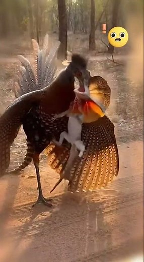 The Argus Pheasant's Vengeance: A Springtime Showdown