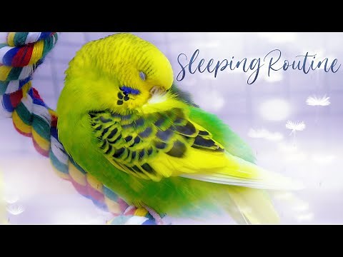 How Budgies Sleep? Budgie Sleeping Positions