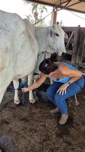 Dairy Farming cow milking hardwork #hardwork #farming #diaryfarming #cow #farmlife #milking #shorts