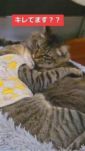 猫アイコンはお好きですか⁉ #shortfeed #shortvideo