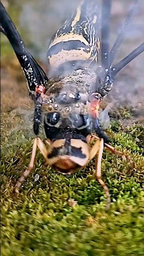 "Bombardier Beetle vs Striped Spider - Acid Blast Showdown!"