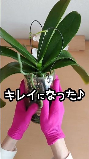 贈答用胡蝶蘭の水栽培 花が終わった後の根っこのチェック