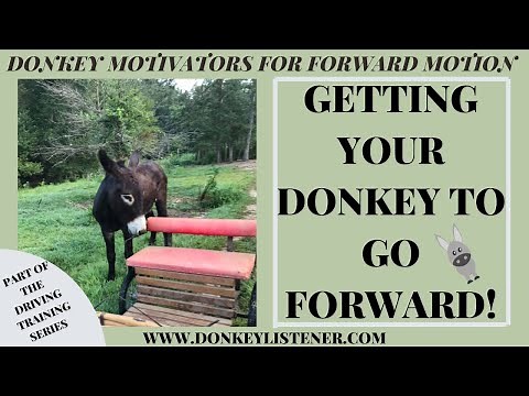 Donkey Training {Getting Forward Movement for Driving Donkey Training}
