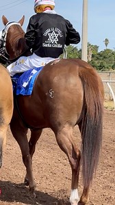 13K views · 227 reactions | Esos que traen el fierro SC y la cuida de Raúl se han mirado muy bien ‼️ cuál conoces ❓ @fans destacados #caballos #fly #popular #peligro #carreras #compartan | La vista del jockey | Facebook