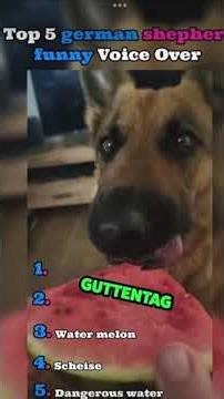 Ranking funniest German shepard voice overs #memes #funny #comedy #humor #foryou