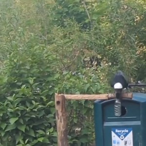 3.4M views · 69K reactions | We can learn so much from animals! ❤️ | 햧 헒 헉 헇 허 헍 헂 헓 햾 | Facebook