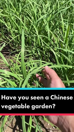 Discover the Beauty of a Traditional Chinese Vegetable Garden