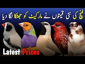 finches new price 2025 | finches price in pakistan | finches jaal rate update | all finch new prices