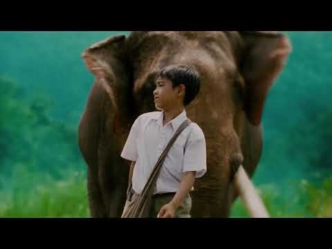 Tony Jaa Emotional Elephant Scene That Made Everyone Cry | The Protector 2005