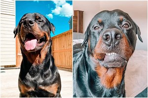 Rottweiler ‘Aggressively Barking’ at Owner Leaves Internet in Stitches