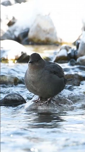 American dipper bird song #shorts