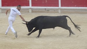 Course camarguaise : le raseteur Enzo Robert meurt à l'âge de 20 ans, après avoir été blessé par un taureau