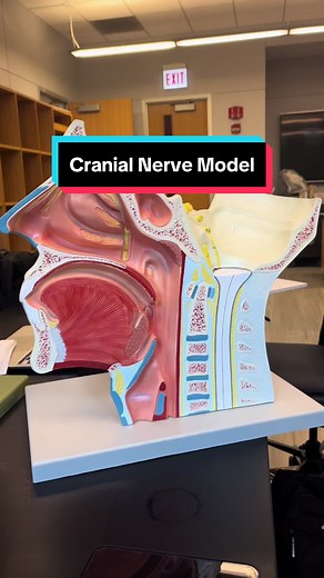 Exploring the Cranial Nerve Model: Anatomy and Function