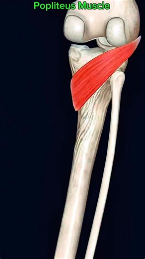 Popliteus #muscle #anatomy 🦵🏋️‍♀️ | Dr. Ishtiaque Arafat