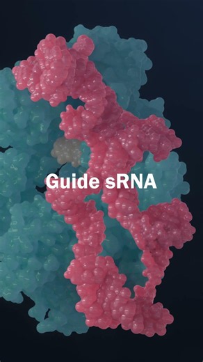 CRISPR-Cas9 Gene Editing 4K Molecular Animation | Component Highlight Sequence