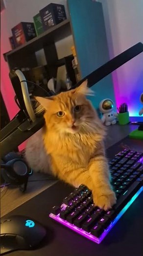 🔥 “Angry Gamer Cat SMASHES Keyboard! 😾🎮 #funny #catvideo #shorts”
