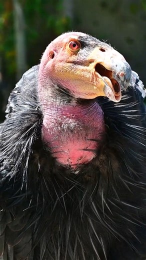 California condors have soared in the skies of North America for some 11,000 years. By 1982, the wild population had dwindled to just 22 birds, largely due to lead poisoning from bullets left in the carrion they consume. In collaboration with The U.S. Fish and Wildlife Service and other conservation partners, the L.A. Zoo began an intensive breeding and reintroduction program, which has seen the California condor population climb to more than 550 individuals—with more than half of those birds li