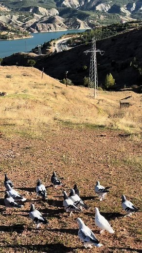 GAZİK! #dersimli #dersim62 #munzurdersim62 #munzur #ezkurdim